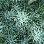 Air Plants