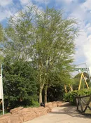 Acacia Xanthophloea