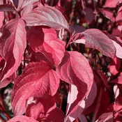 Cornus, shrub, sericea 'Baileyi'