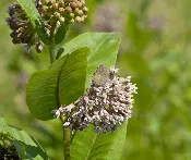 Asclepias syriaca