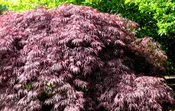Acer palmatum var. dissectum 'Inaba Shidare'