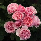 All Dressed Up™ — Weeks Roses