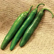 Altiplano Pepper Hybrid