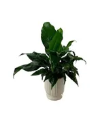 SERENITY PLANTER