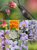 32 Plant Hummingbird Garden for Dry Soils