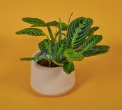 Lemon Lime Prayer Plant