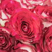 Glass Slipper Pink and White Cinderella Roses