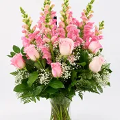 Blushing Beauty