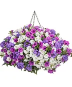 MOONLIT LAVENDER- 12" ANNUAL HANGING BASKET