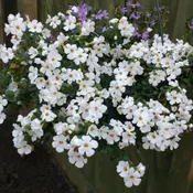 4" Fancy Annual - All Stars Bacopa