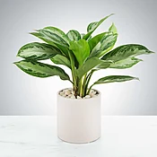 Chinese Evergreen Plant by BloomNation™