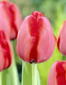 Red Impression Scarlet Red Tulip Bulbs (25 Pack) | Premium Dutch Flower Bulbs — Burnside Farms