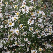 Aster Calico Seeds (Aster lateriflorus)