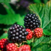 Arapaho Bare Root Blackberry Bushes