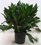 10" Aglaonema Mary Ann