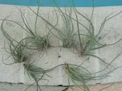 Bromeliad Tillandsia baileyi Hailey's Comet small colony