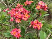 Athena – Rooted Plumeria Plant