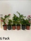 Your Choice of 6