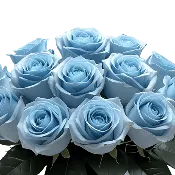 Big Blue - All Blue Roses