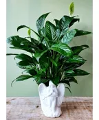 ANGEL COMFORT PLANTER
