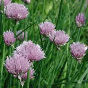 Allium schoenoprasum (3.5") | Chives (3.5")