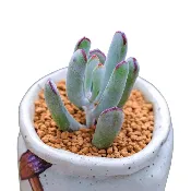 Cotyledon orbiculata