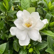 Pillow Talk® Gardenia