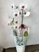 Arched Orchid – Multiple Colors — BLOOMS BY BAHRAM