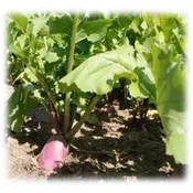 Barkant Turnip – Annual