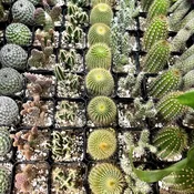 2" cacti assorted — the plant gays