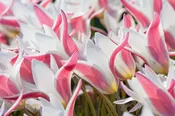 Lady Janes Tulips (25 bulbs) — Hidden Springs Peony Farm
