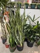 10" snake plant - laurentii — the plant gays