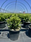 Buxus macrophylla 'Little Mister' — Shreckhise Nurseries