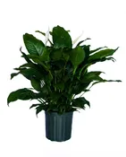 8"Spathiphyllum