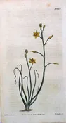1451 (Anthericum) The Botanical Magaine. London, 1812.