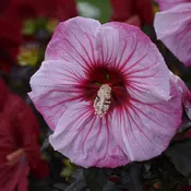 Cherry Choco Latte Hibiscus, 3 Gallon