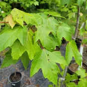 Acer rubrum (Red Maple) Unity Grown