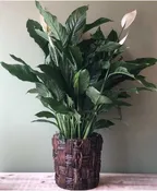 10" PEACE LILY