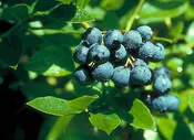 Blueberry ‘northblue’