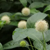Cephalanthus occidentalis 'Sugar Shack® 2.0' (Buttonbush) Unity Grown