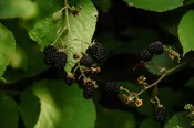 Black Raspberry Vanilla — Pierpoint Candle Company