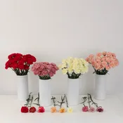 100 Carnations for Mother's Day