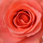Coral Roses