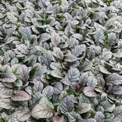 Ajuga reptans Mahogany <br>(Bugleweed / Carpet Bugle) <br>Flat of 24 Cells