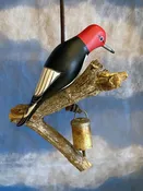 Red-headed Woodpecker