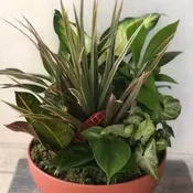 dish garden