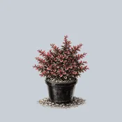 Admiration Barberry