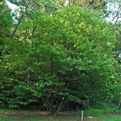 Asimina triloba  – Common Pawpaw, Tall Pawpaw