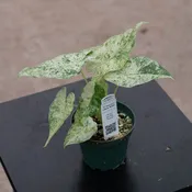 Alocasia odora 'Batik'