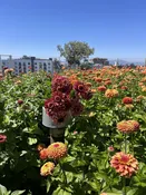 Saturday 9/7 U-pick and roof hang — Bluma